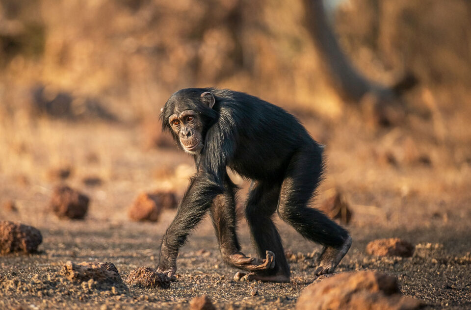 HumanLike: The Chimps of Fongoli